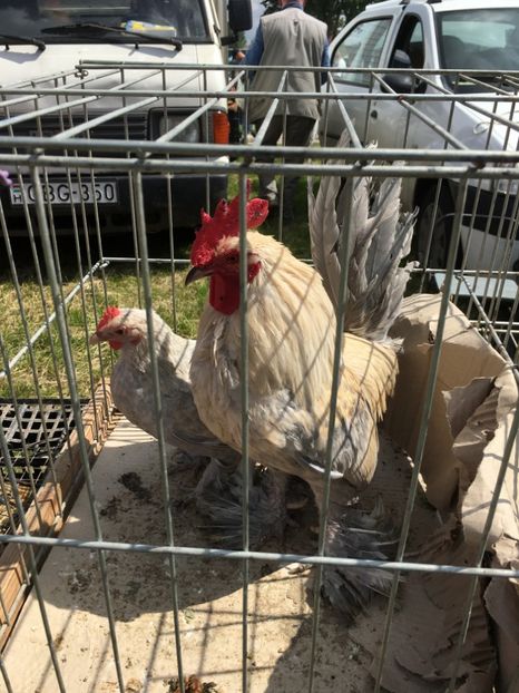  - TARG MONOR 14 05 2017