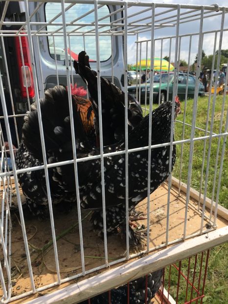  - TARG MONOR 14 05 2017