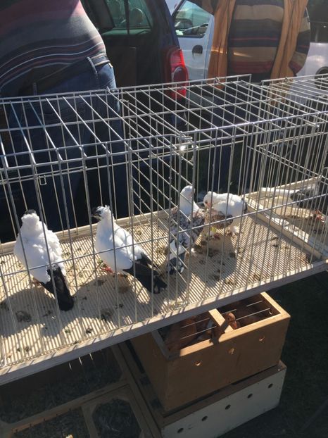  - TARG MONOR 14 05 2017