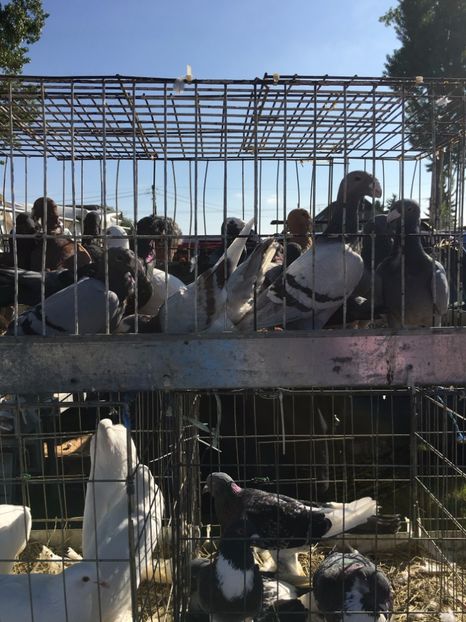  - TARG MONOR 14 05 2017