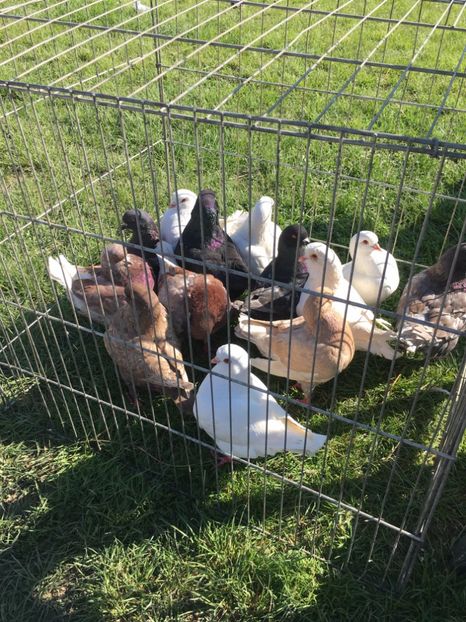  - TARG MONOR 14 05 2017