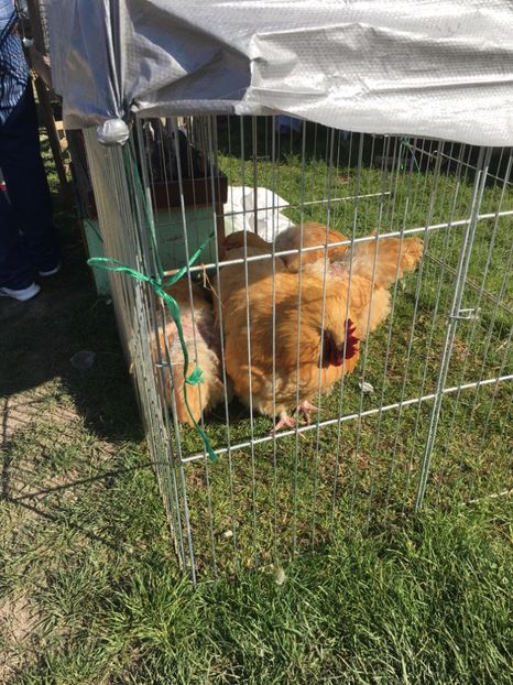  - TARG MONOR 14 05 2017