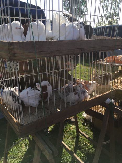  - TARG MONOR 14 05 2017