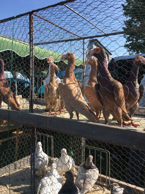  - TARG MONOR 14 05 2017