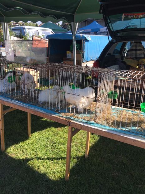  - TARG MONOR 14 05 2017