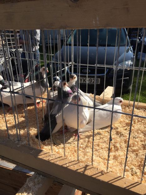  - TARG MONOR 14 05 2017