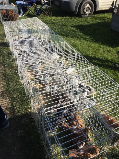  - TARG MONOR 14 05 2017