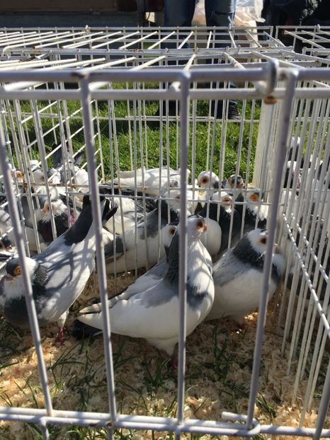  - TARG MONOR 14 05 2017