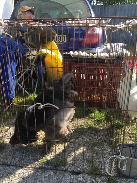  - TARG MONOR 14 05 2017