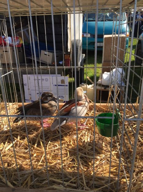  - TARG MONOR 14 05 2017