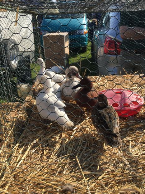  - TARG MONOR 14 05 2017