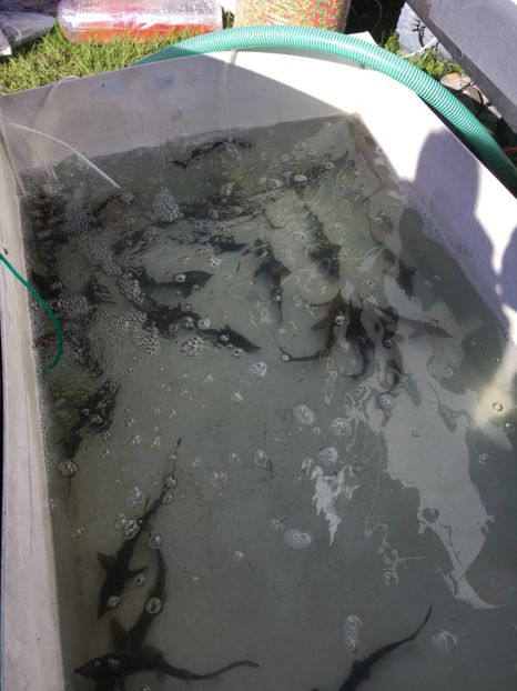  - TARG MONOR 14 05 2017