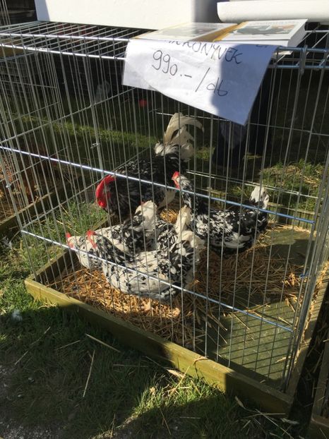  - TARG MONOR 14 05 2017