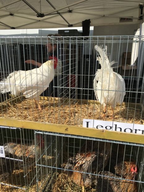  - TARG MONOR 14 05 2017