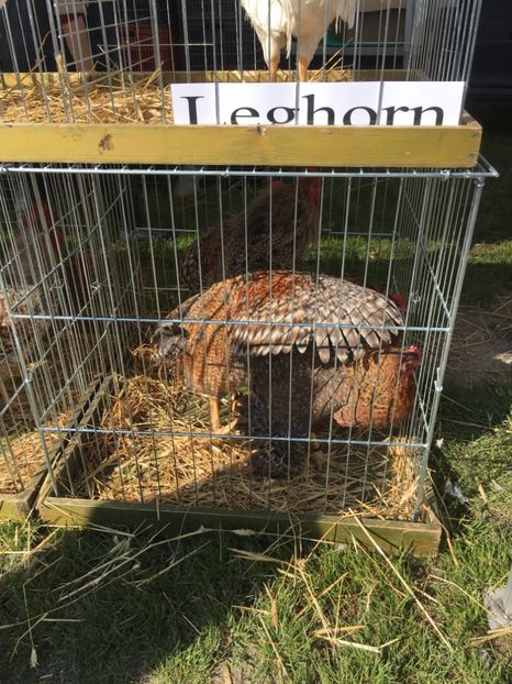  - TARG MONOR 14 05 2017