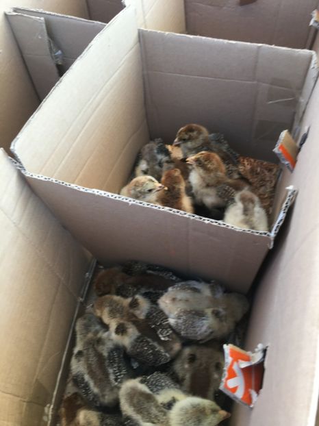  - TARG MONOR 14 05 2017