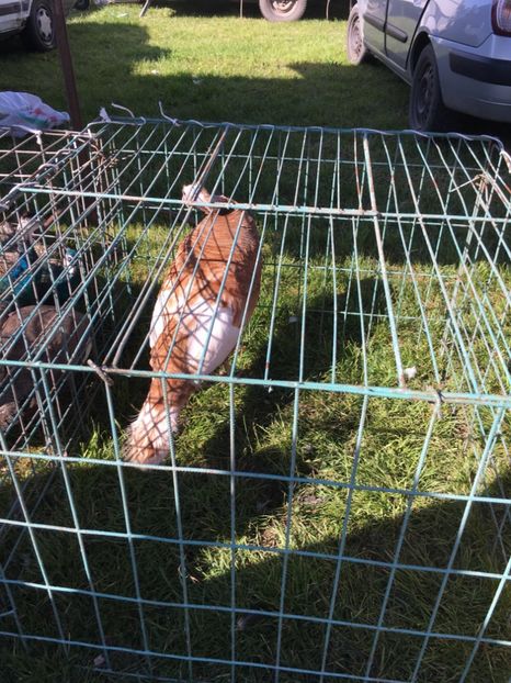  - TARG MONOR 14 05 2017