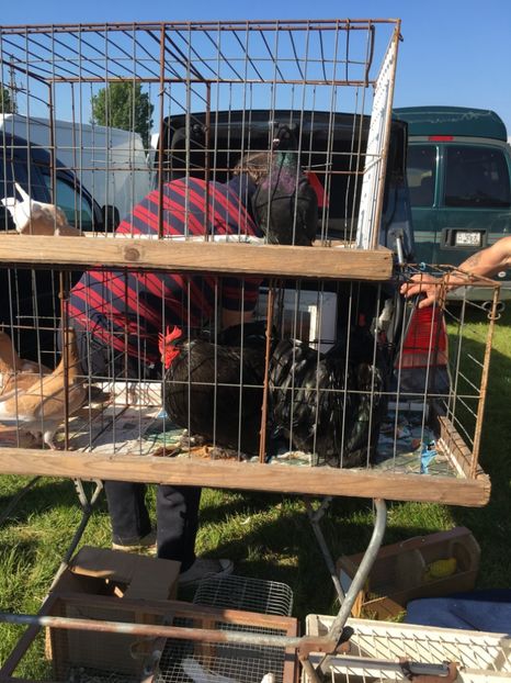  - TARG MONOR 14 05 2017