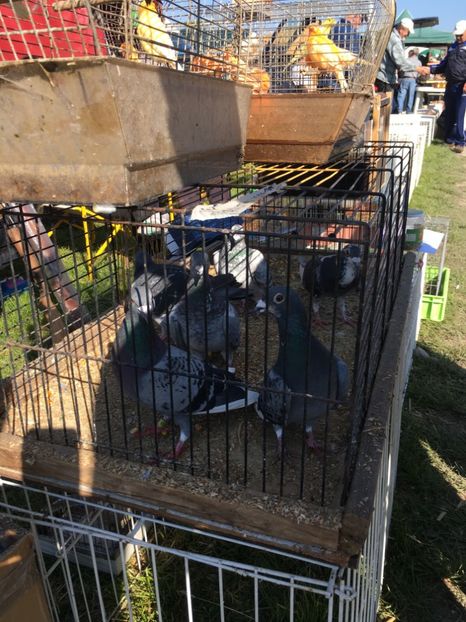  - TARG MONOR 14 05 2017