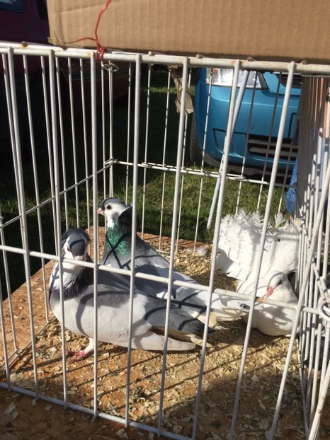  - TARG MONOR 14 05 2017