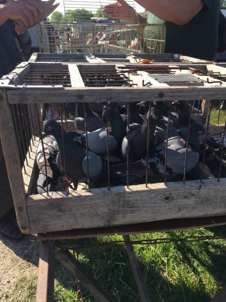  - TARG MONOR 14 05 2017