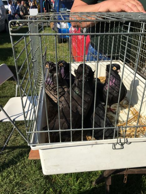  - TARG MONOR 14 05 2017