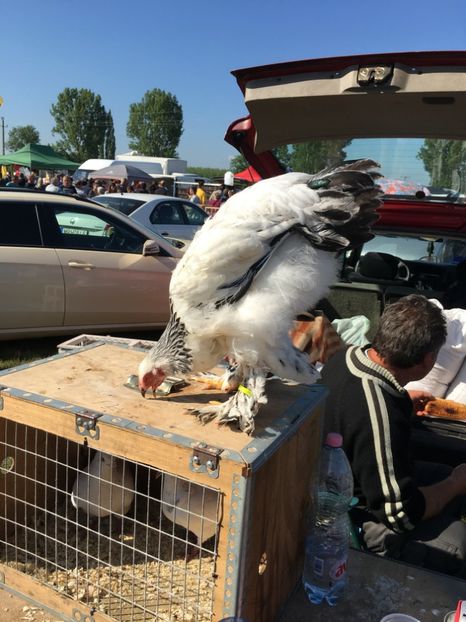  - TARG MONOR 14 05 2017