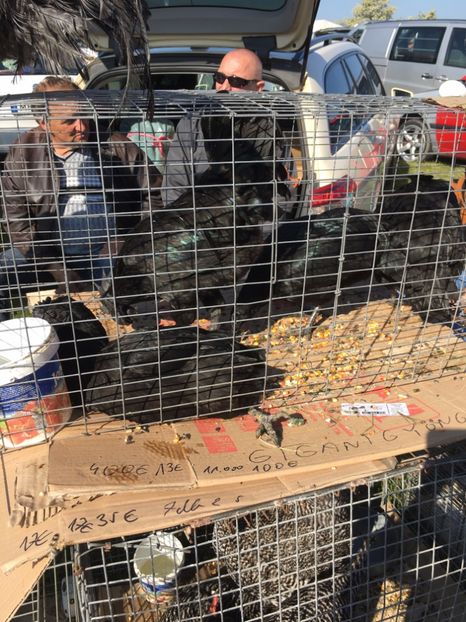  - TARG MONOR 14 05 2017