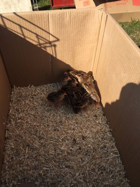  - TARG MONOR 14 05 2017