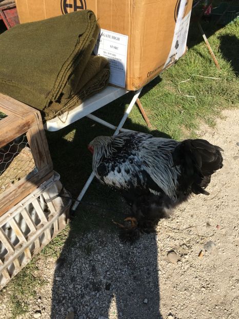  - TARG MONOR 14 05 2017