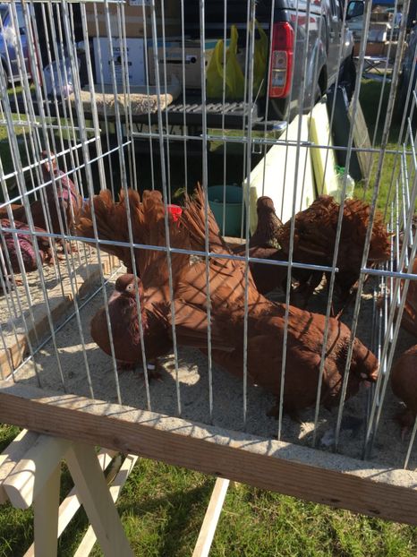  - TARG MONOR 14 05 2017