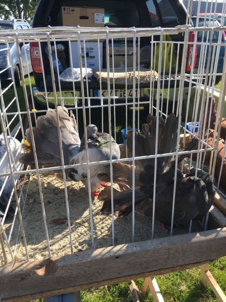  - TARG MONOR 14 05 2017