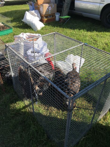  - TARG MONOR 14 05 2017