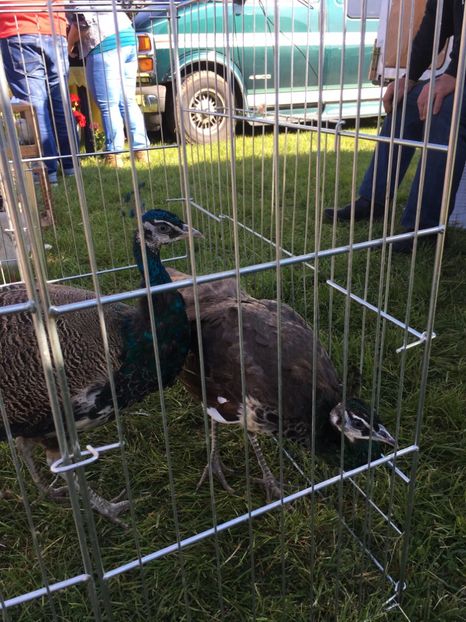  - TARG MONOR 14 05 2017