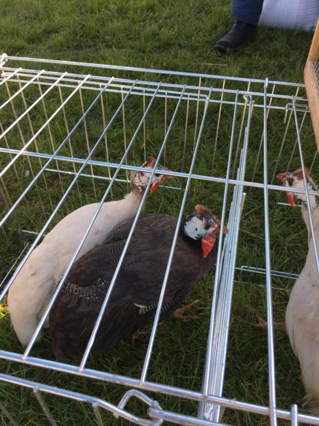  - TARG MONOR 14 05 2017