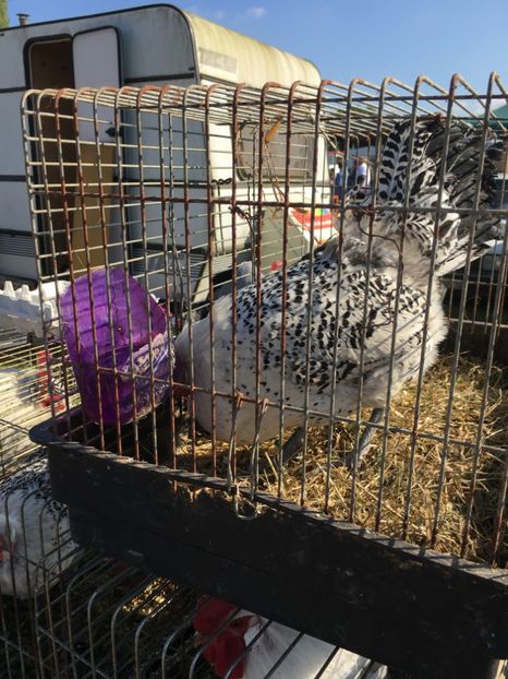  - TARG MONOR 14 05 2017