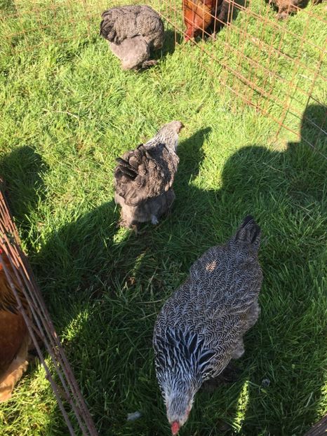  - TARG MONOR 14 05 2017