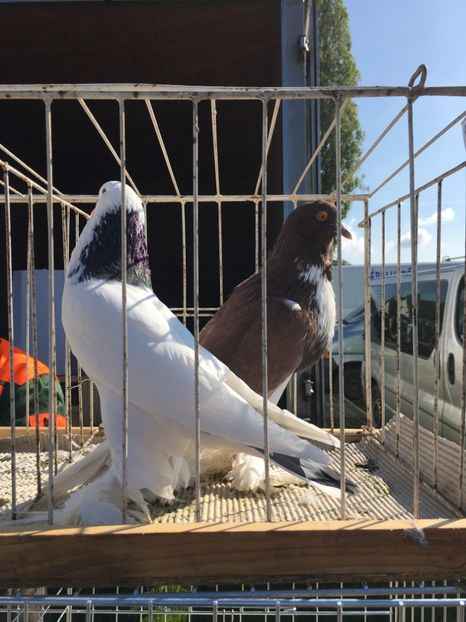  - TARG MONOR 14 05 2017