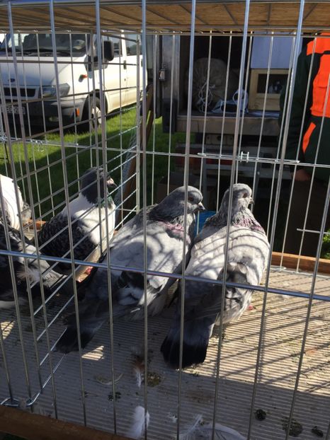  - TARG MONOR 14 05 2017