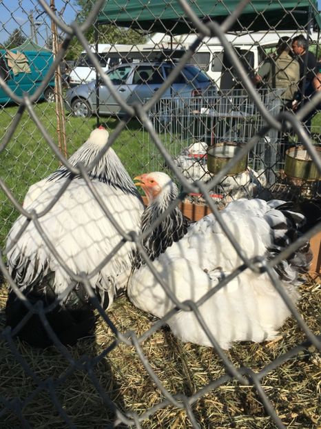  - TARG MONOR 14 05 2017