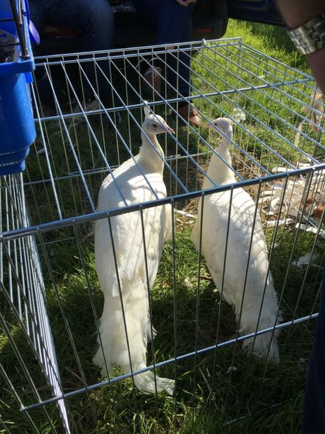  - TARG MONOR 14 05 2017