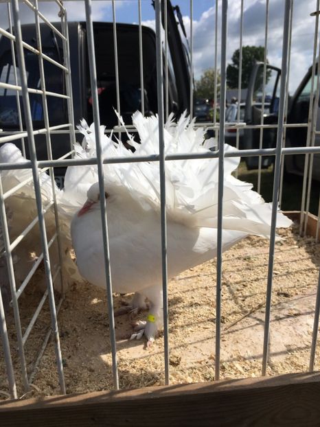  - TARG MONOR 14 05 2017