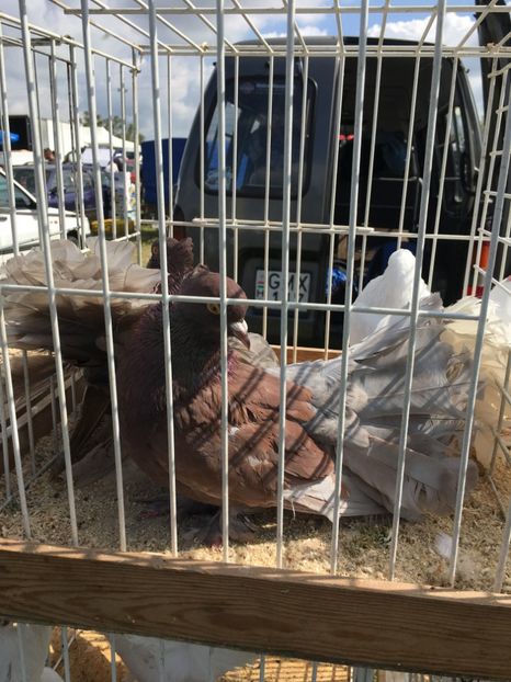  - TARG MONOR 14 05 2017