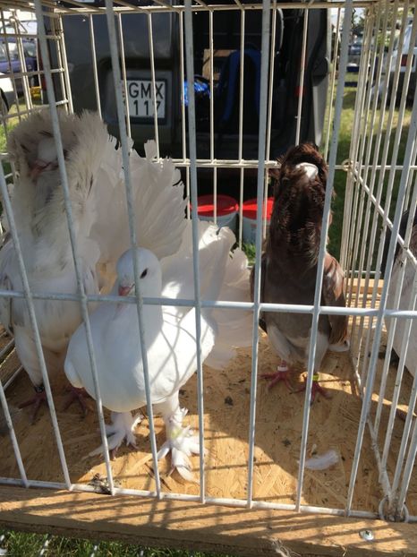  - TARG MONOR 14 05 2017