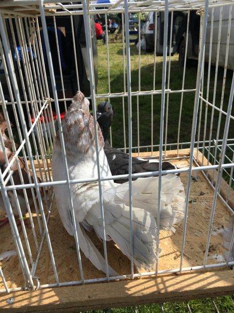  - TARG MONOR 14 05 2017