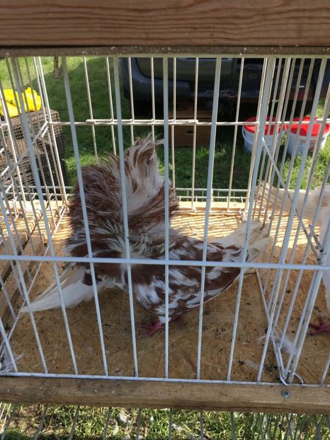  - TARG MONOR 14 05 2017