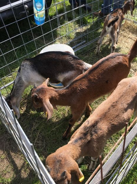  - TARG MONOR 14 05 2017