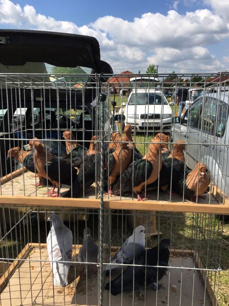  - TARG MONOR 14 05 2017