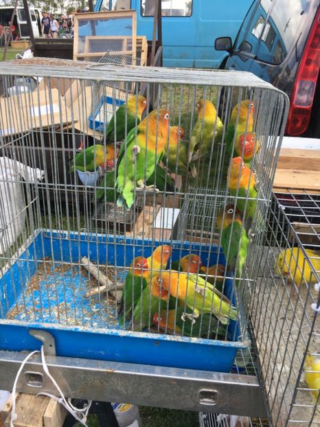  - TARG MONOR 14 05 2017