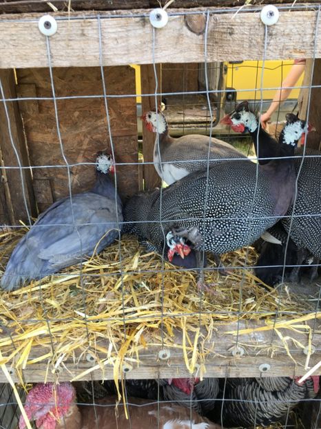  - TARG MONOR 14 05 2017